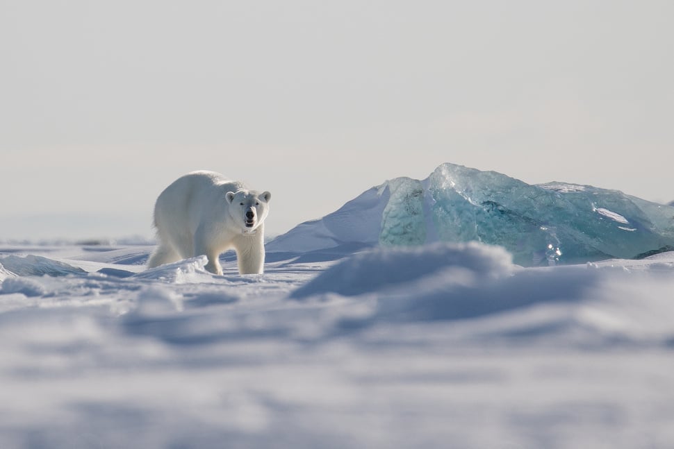 Female polar bear on the sea ice, Svalbard